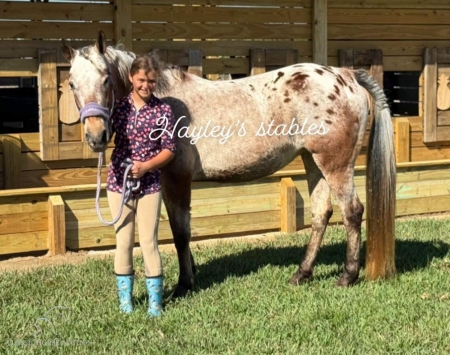 DIPPIN DOTS, Appaloosa Mare for sale in Florida