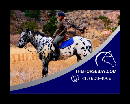 Appaloosa X Warmblood Ranch Trail Gelding - Available on Thehorsebay.com, Appaloosa Gelding for sale in Colorado