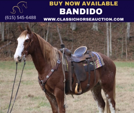 BANDIDO, Draft Cross Gelding for sale in Kentucky