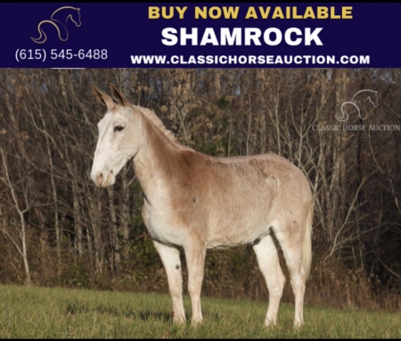 SHAMROCK, Mule Gelding for sale in Kentucky