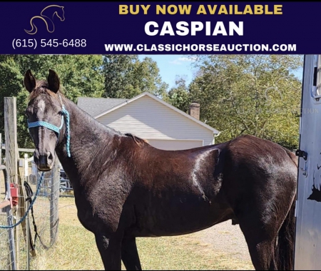 CASPIAN, Rocky Mountain Gelding for sale in South Carolina