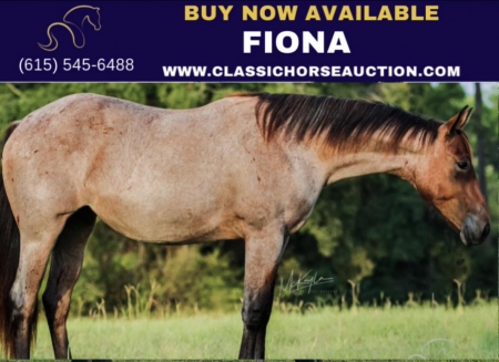 FIONA, American Quarter Horse Filly for sale in Mississippi