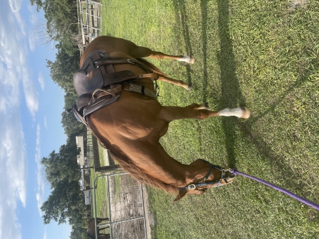 Buck, American Quarter Horse Gelding for sale in Florida