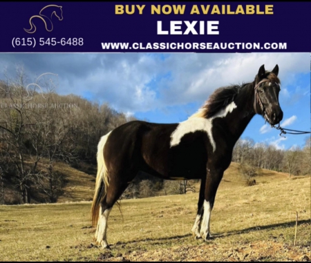 LEXIE, Tennessee Walking Horses Mare for sale in North Carolina