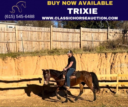 TRIXIE, Tennessee Walking Horses Mare for sale in North Carolina