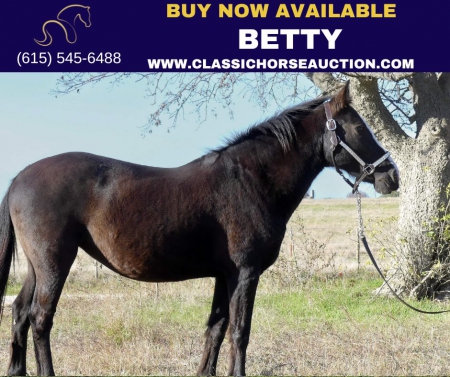 BETTY, Welsh Cob Mare for sale in Texas
