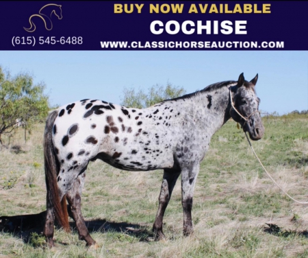 COCHISE, Appaloosa Gelding for sale in Texas