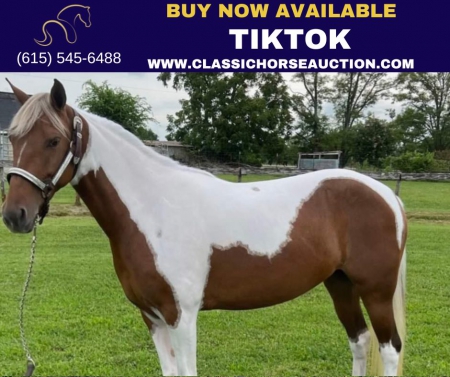 TIKTOK, Spotted Saddle Mare for sale in Tennessee