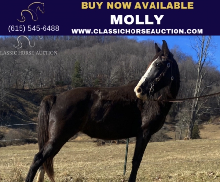 MOLLY, Tennessee Walking Horses Mare for sale in North Carolina