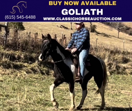 GOLIATH, Tennessee Walking Horses Gelding for sale in North Carolina