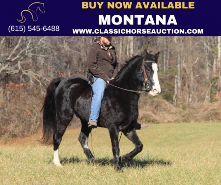 MONTANA, Kentucky Mountain Saddle Horse Gelding for sale in Kentucky