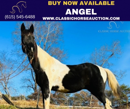 ANGEL, Spotted Saddle Mare for sale in North Carolina