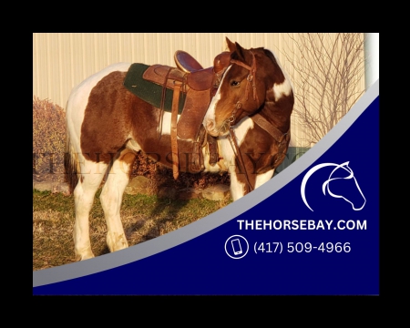 Bay Paint Draft X Driving/Trail/Field Trial Gelding - Available on Thehorsebay.com, Draft Gelding for sale in Missouri