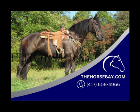 Friesian Sport horse Black Gelding 16HH Dressage/Ranch/Athletic/English/Western - Available on Thehorsebay.com, Draft Gelding for sale in Pennsylvania