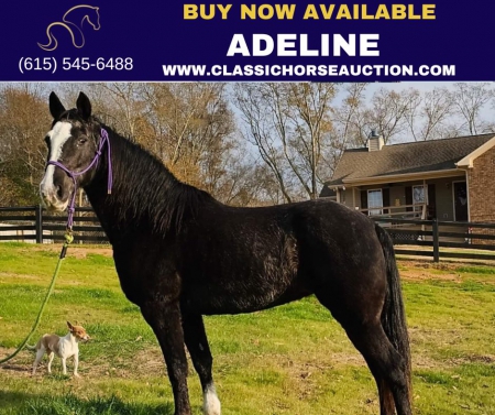 ADELINE, Tennessee Walking Horses Mare for sale in Georgia