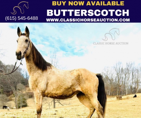 BUTTERSCOTCH , Kentucky Mountain Saddle Horse Mare for sale in North Carolina