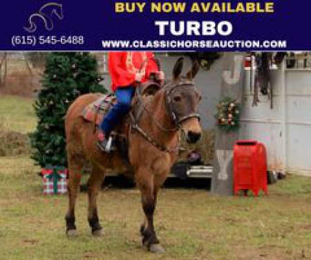 TURBO, Mule Gelding for sale in Kentucky
