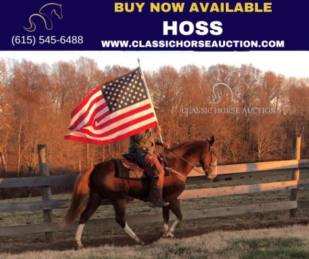 HOSS, Kentucky Mountain Saddle Horse Gelding for sale in Kentucky