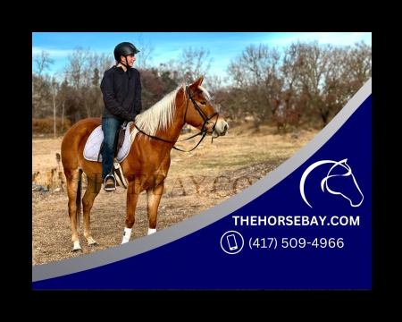 Chestnut Western Pleasure/Trail Riding/Kid Friendly Quarter Horse - Available on Thehorsebay.com, American Quarter Horse Mare for sale in Colorado