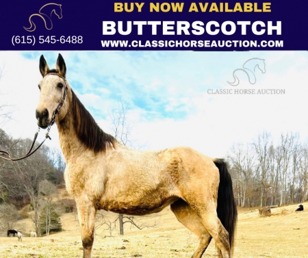 BUTTERSCOTCH , Kentucky Mountain Saddle Horse Mare for sale in North Carolina
