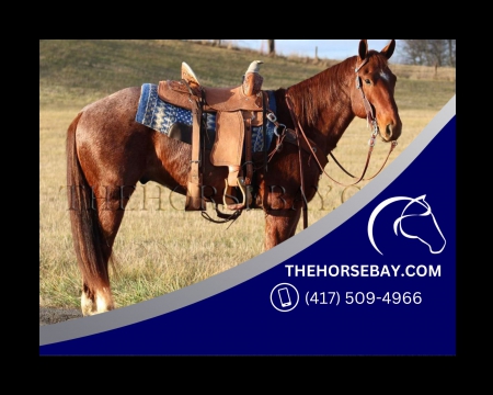 Red Roan Registered Quarter Horse Gelding - Available on Thehorsebay.com, American Quarter Horse Gelding for sale in Kentucky