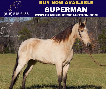 SUPERMAN , Tennessee Walking Horses Gelding for sale in Kentucky