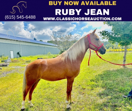 RUBY JEAN, Kentucky Mountain Saddle Horse Mare for sale in Kentucky