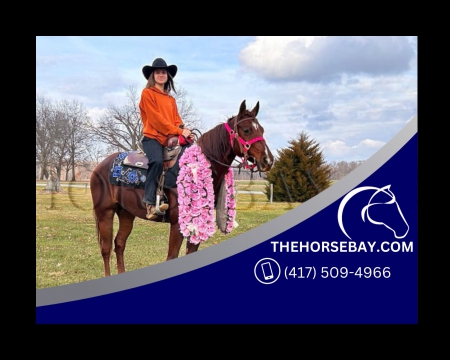 Registered Chestnut MFTHBA Gaited Trail Mare - Available on Thehorsebay.com, Missouri Fox Trotting Horse Mare for sale in Illinois