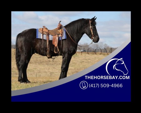 Registered Black Friesian Sport Horse Trail, Ranch, and Driving Gelding, Draft Gelding for sale in Kentucky