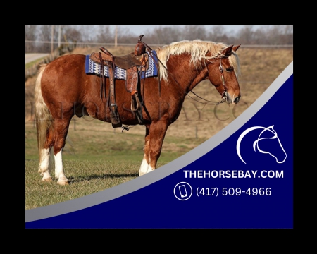 Chestnut Quarter Horse/Belgian Draftcross Trail and Ranch Gelding - Available on Thehorsebay.com, Quarter Horse Cross Gelding for sale in Kentucky