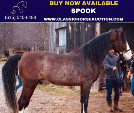 SPOOK, Tennessee Walking Horses Gelding for sale in North Carolina