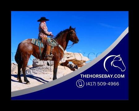 Appaloosa Warmblood Trail/Dressage/Cross Country/Lesson Mare - Available on Thehorsebay.com, Appaloosa Mare for sale in Colorado