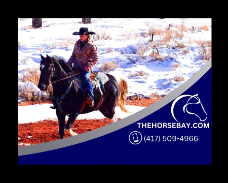 Gaited Azteca Paint Mare - Roping, Ranch Work, Babysitter, Archery, Endurance - Available on Thehorsebay.com, Azteca Mare for sale in Colorado