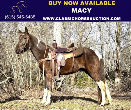 MACY, Mountain Pleasure Horse Mare for sale in North Carolina