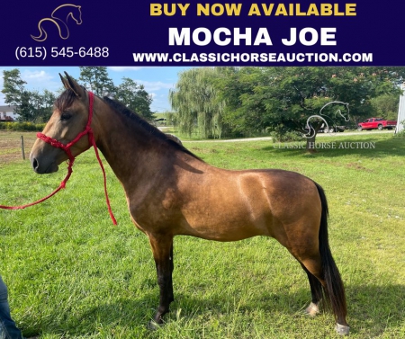 MOCHA JOE , Kentucky Mountain Saddle Horse Gelding for sale in Kentucky