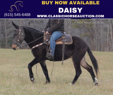 DAISY, Mule Mare for sale in Kentucky