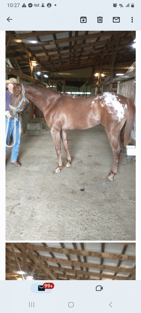 MS MILLERS SPOTTED CASH, Appaloosa Mare for sale in Oklahoma