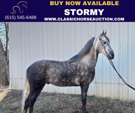 STORMY , Tennessee Walking Horses Gelding for sale in North Carolina