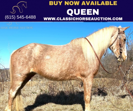 QUEEN, Kentucky Mountain Saddle Horse Mare for sale in North Carolina