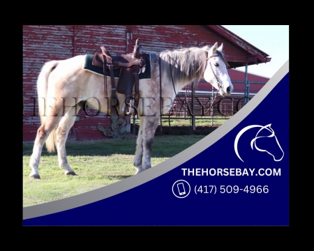 Registered Red Dun/Grey Missouri Foxtrotter Gelding - Available on Thehorsebay.com, Missouri Fox Trotting Horse Gelding for sale in Texas