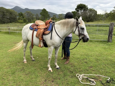 Vienna, Ponies (All) Mare for sale in California