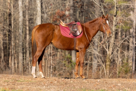Reba , Appendix Quarter Horse Mare for sale in Georgia