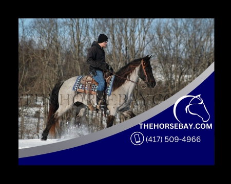 Blue Roan Gaited Trail Gelding (PSHR) - Available on Thehorsebay.com, Tennessee Walking Horses Gelding for sale in Missouri
