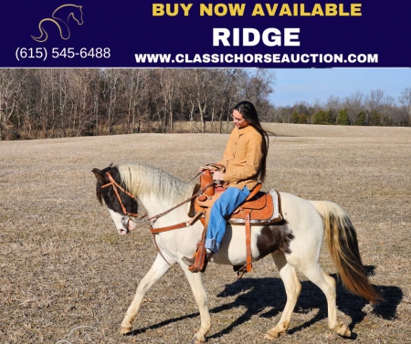 RIDGE, Spotted Saddle Gelding for sale in Tennessee