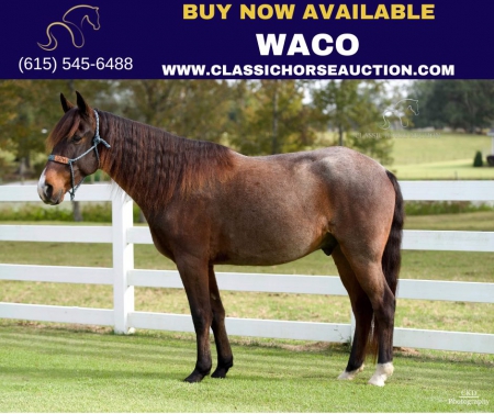WACO, Tennessee Walking Horses Gelding for sale in Georgia