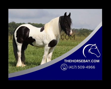 Registered Gypsy Vanner Mare from Golden, CO | Western, English, Trail & More! - Available on Thehorsebay.com, Gypsy Vanner Mare for sale in Colorado