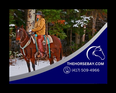 Registered AQHA Gelding from Laporte, CO | Trail, Jumping & More - Available on Thehorsebay.com, American Quarter Horse Gelding for sale in Colorado