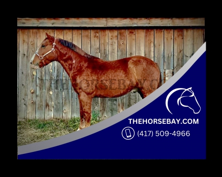 Sorrel Roan Geldings from Golden, Colorado | Trail, Trick, Roping & More! - Available on Thehorsebay.com For Sale  Watch later  Share, Draft Gelding for sale in Colorado