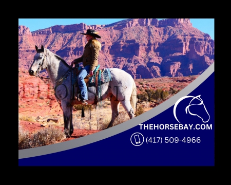 Stunning Appaloosa Trail, Mounted Shooting & More Gelding in Colorado - Available on Thehorsebay.com, Appaloosa Gelding for sale in Colorado