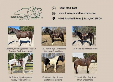 Horses For Sale, Other Gelding for sale in North Carolina
